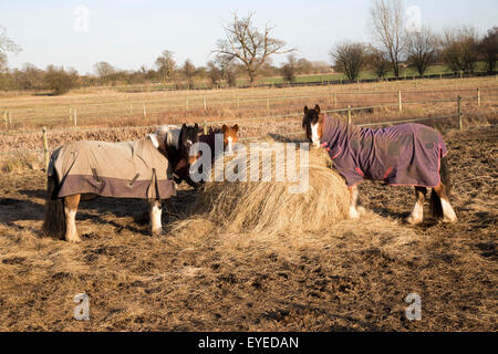 Les chevaux mangent du foin en hiver, Sutton, Suffolk, Angleterre, RU Banque D'Images