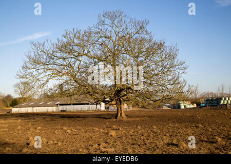 Grand arbre à feuilles caduques sans feuilles en hiver Sutton, Suffolk, Angleterre, RU Banque D'Images