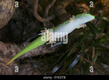 Gecko vert de Madagascar (Phelsuma madagascariensis jour) accroché à une fenêtre en verre avec son orteil sticky pads Banque D'Images