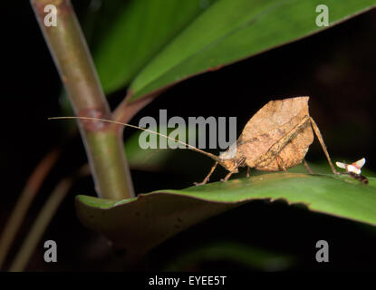 Leaf-imiter katydid (Typophyllum laciniosum) Banque D'Images