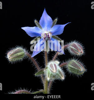 Borretsch, Borretschbluete, Borago officinalis, Kuechenkraeuter Kuechenkraut Kuechengewuerz,,, Gewuerz Gewuerzkraut Heilpflanz,, Banque D'Images