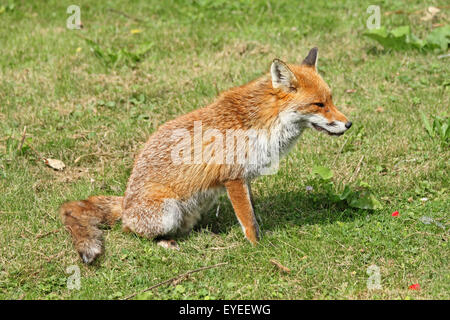 Fox, (Vulpus vulpus) Banque D'Images