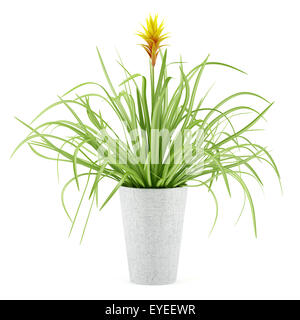 Guzmania plante en pot isolé sur fond blanc Banque D'Images