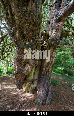 If commun antique (Taxus baccata), dans le cimetière de St Cuthbert's, Beltingham, Northumberland, Angleterre Banque D'Images