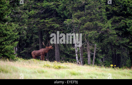 Les touristes qui visitent les Monts des Géants, à la jonction entre la Moravska Bouda et la frontière tchéco-polonaise organise peut voir des sculptures en bois d'animaux en taille réelle. Sur la photo d'une statue d'un cerf à Spindleruv Mlyn, République tchèque, le 28 juillet 2015. (CTK Photo/David Tanecek) Banque D'Images