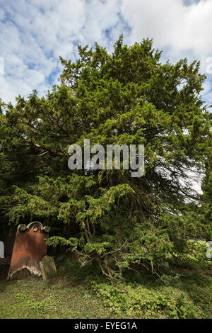 If commun antique (Taxus baccata), dans le cimetière de St Cuthbert's, Beltingham, Northumberland, Angleterre, Banque D'Images