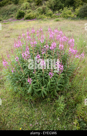 Rose Bay épilobe epilobium angustifolium Banque D'Images