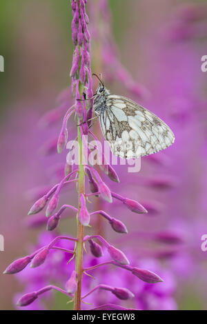 Papillon blanc marbré Rose Bay reposant sur l'Épilobe Banque D'Images