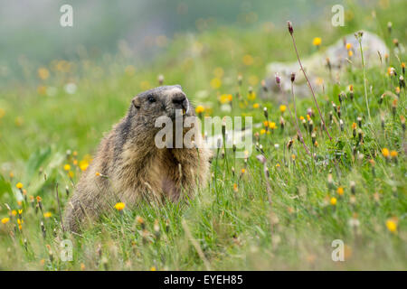 La Marmotte alpine (Marmota marmota) dans un champ de fleurs alpines dans les Alpes autrichiennes. Banque D'Images