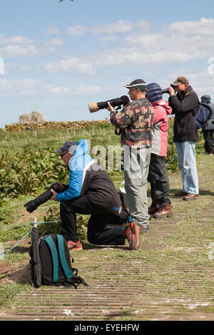 Visiteurs photographier les oiseaux sauvages à l'intérieur du National Trust Farne Bird Sanctuary Belgium Banque D'Images