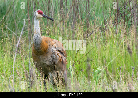 Une grue du Canada (Grus canadensis) traîner dans son habitat de prairie. Banque D'Images