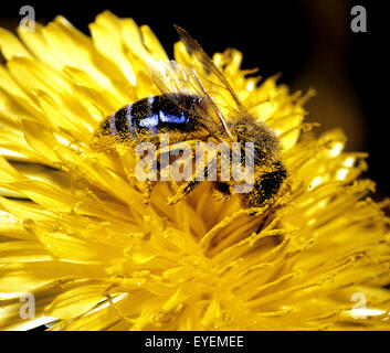 Apis mellifera, Biene ; ; ; Loewenzahn Honigbiene, Taraxacum officinale, Banque D'Images
