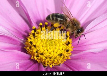 Biene ; Pollenhoeschen ; Apis mellifera ; ; Kosmea, Banque D'Images