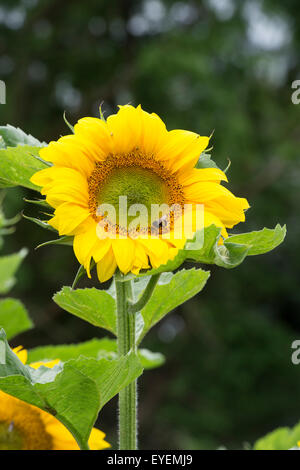 L'Helianthus annuus. Le Tournesol Géant 'unique' Banque D'Images