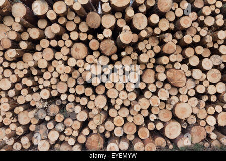 Grumes d'arbres - arbres empilés Banque D'Images