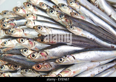 Close up de matières premières fraîches anchois méditerranéen Banque D'Images