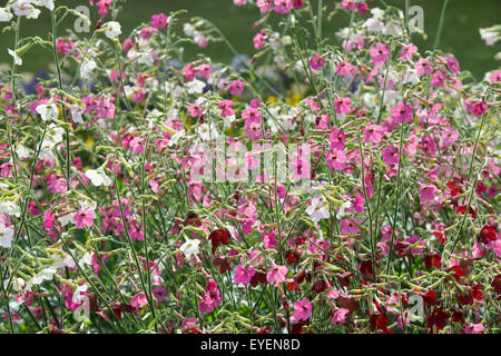 Nicotiana alata 'Whisper Mix'. Plante de tabac des fleurs Banque D'Images