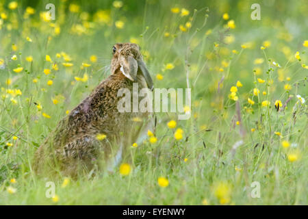European Brown hare Lepus europaeus '' paissant dans un pré, England, UK Banque D'Images