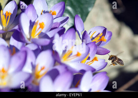 Krokus, Biene, Pollenhoeschen Apis mellifera ; ; ; Banque D'Images