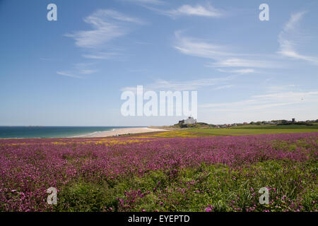 Un champ de red campion en face de Château de Bamburgh Northumberland England Royaume-Uni Banque D'Images