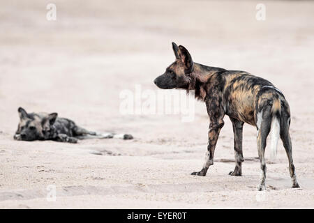 Chiens sauvages, Mana Pools National Park, Zimbabwe, Simbabwe, dans la région de river-lit. Banque D'Images