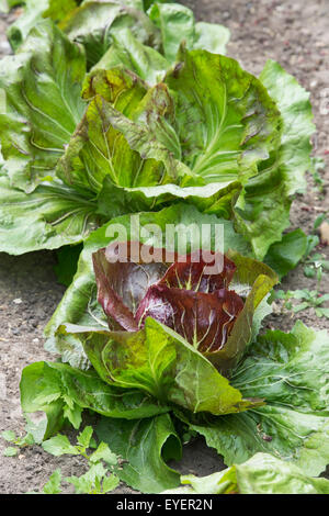 Cichorium intybus. 'Chicorée Palla Rossa' dans un jardin potager Banque D'Images