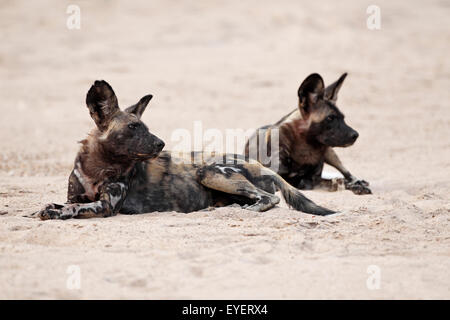 Chiens sauvages, Mana Pools National Park, Zimbabwe, Simbabwe, dans la région de river-lit. Banque D'Images