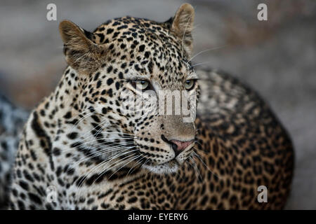 Très proche d'une rencontre avec un jeune mâle - leopard leopard. Banque D'Images