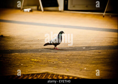 Pigeon de debout sur la rue Banque D'Images