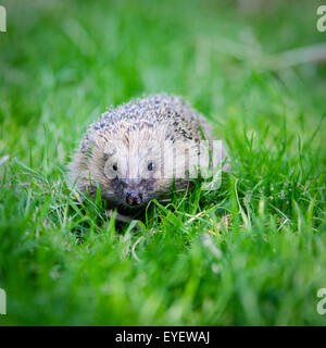 Hérisson (Erinaceus europaeus britannique) marcher dans l'herbe Banque D'Images