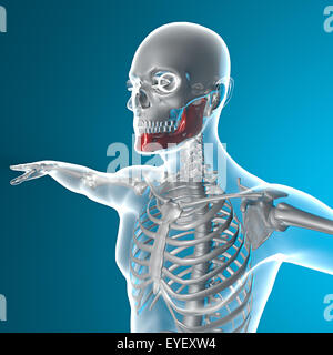 Radiographie de la mâchoire Banque D'Images