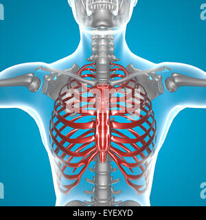 Thorax de rayons x Banque D'Images