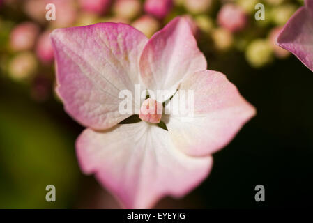 Fleurs jardin rose Jacinthe Holyhead Anglesey au nord du Pays de Galles UK Banque D'Images