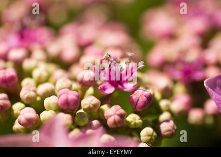 Fleurs jardin rose Jacinthe Holyhead Anglesey au nord du Pays de Galles UK Banque D'Images