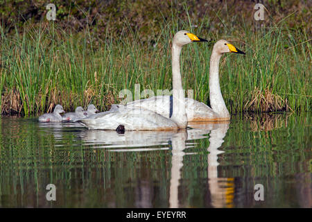 Cygne chanteur (Cygnus cygnus) parents nager dans le lac avec cygnets au printemps en Scandinavie Banque D'Images