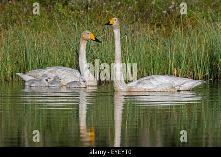 Cygne chanteur (Cygnus cygnus) parents nager dans le lac avec cygnets au printemps en Scandinavie Banque D'Images