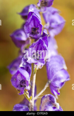 Monks Hood fleurs de jardin Holyhead Anglesey au nord du Pays de Galles UK Banque D'Images