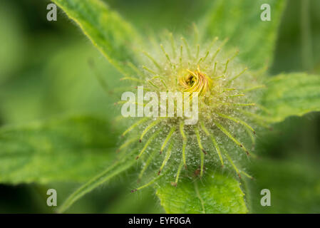 Un bouton floral d'un Inula Hookeri avec de minuscules gouttes de rosée. Banque D'Images