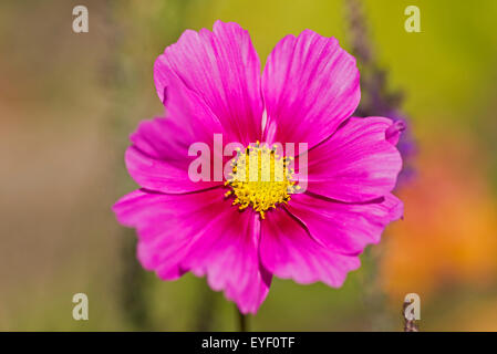 Cosmos rose Fleurs Jardin Holyhead Anglesey au nord du Pays de Galles UK Banque D'Images