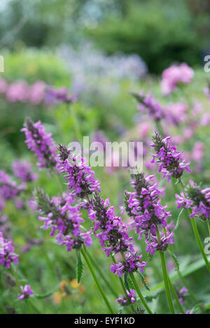 Stachys officinalis 'Humelo'. Une floraison pourpre border plante dans un jardin d'été. Banque D'Images