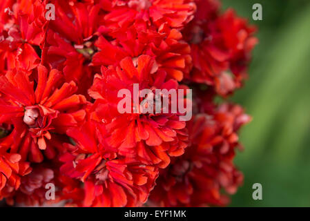 Lychnis Chalcedonica 'flore pleno'. Un double rouge fleuri sous forme d'une belle floraison d'été oenothère. Banque D'Images