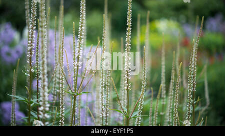 Une haute croix blanche Veronicastrum avec des crampons, poussant dans un jardin anglais. Banque D'Images