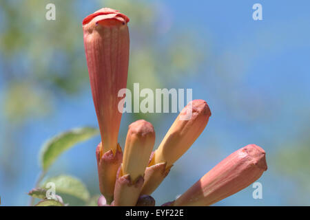 Direction générale à la fleur et pistil au Jardin botanique royal de Madrid, Espagne, Europe Banque D'Images