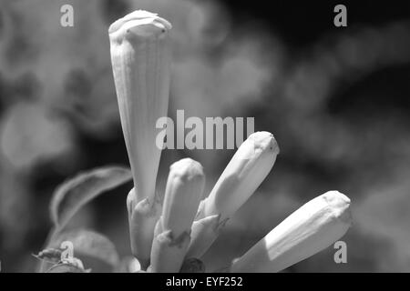 Direction générale à la fleur et pistil au Jardin botanique royal de Madrid, Espagne, Europe Banque D'Images