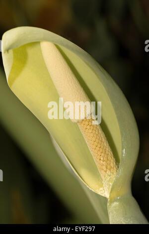 Direction générale à la fleur et pistil au Jardin botanique royal de Madrid, Espagne, Europe Banque D'Images