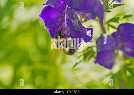 Monks hood fleurs de jardin Holyhead Anglesey au nord du Pays de Galles UK bee, Wasp. Banque D'Images