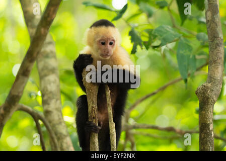Un bébé singe capucin blanc face à la ligne Banque D'Images