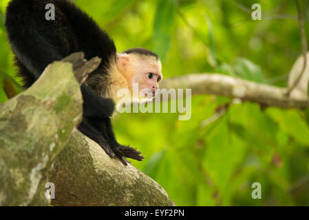Un bébé singe capucin blanc face à l'escalade Banque D'Images