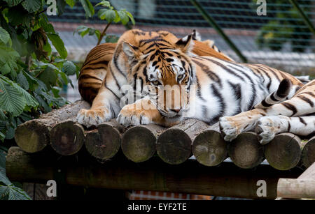 Broxbourne, Hertfordshire, Royaume-Uni. 28 juillet, 2015. Les tigres sont les plus grands des grands félins et ce magnifique animal, avec ses rayures noir distinctif a eu un dédié à elle depuis 2010 et a été lancé lors d'un sommet international qui avait été appelée en réponse à la nouvelle choquante que 97  % de tous les tigres sauvages ont disparu dans l'au cours des 100 dernières années, avec seulement autour. Pensée 3 000 à être laissé en vie. Les tigres sont en voie d'extinction et International World Tiger jour vise à attirer l'attention sur ce fait crédit : Darren Attersley/Alamy Live News Banque D'Images