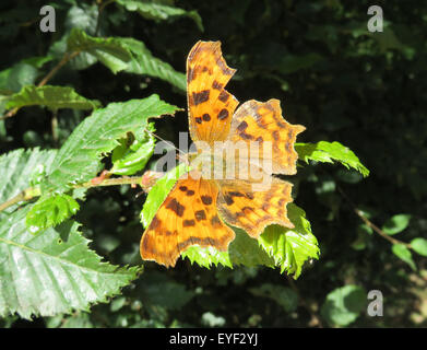 COMMA BUTTERFLY (Polygonia c-album) Photo Tony Gale Banque D'Images